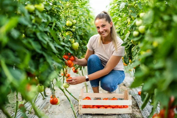 Organic Greenhouse Business Farmer Picking Fresh Ripe Tomatoes Her Greenhouse — Stock fotografie