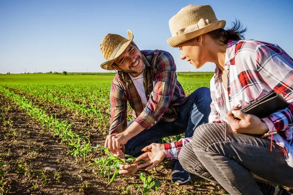 Muži Ženy Spolupracují Partnerství Oni Pěstují Kukuřici — Stock fotografie