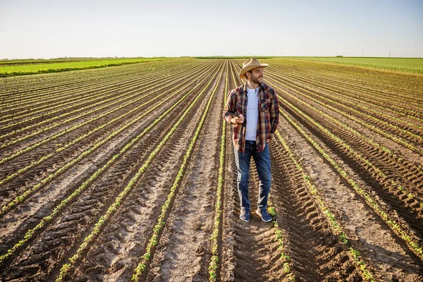 Farmář Pěstuje Své Půdě Sóju Spokojen Raným Vývojem Rostlin — Stock fotografie