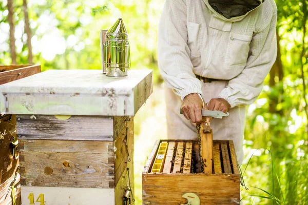 養蜂家は森の中で彼の巣を調べている プロの職業を維持する — ストック写真