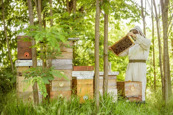 Imker Onderzoekt Zijn Bijenkorven Het Bos Beroepsbeoefenaar Bijenteelt — Stockfoto