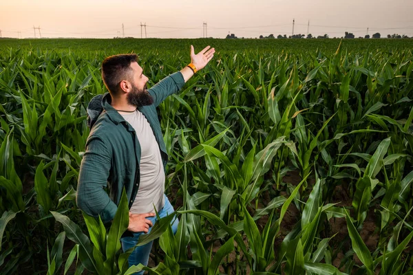 トウモロコシを栽培している農家の肖像 彼は植物の良い進歩に満足している 農業職業 — ストック写真