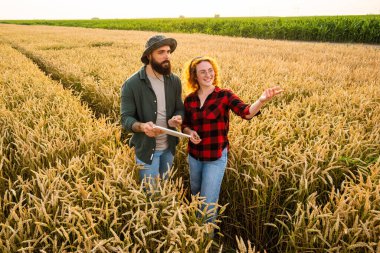 Aile tarım işgali. Erkek ve kadın buğday yetiştiriyor. Bitkilerin gelişimini inceliyorlar..