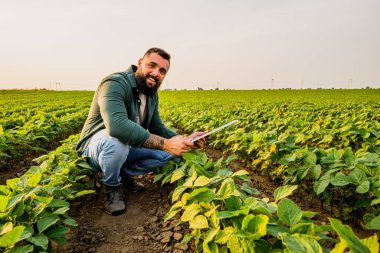 Soya fasulyesi yetiştiren bir çiftçinin portresi. Bitkilerin iyi gidişatından memnun. Tarım işgali.