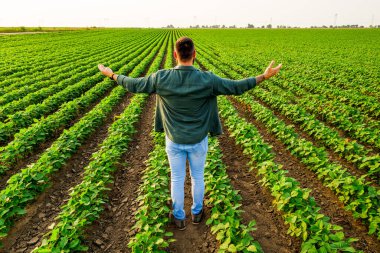 Çiftçi soya fasulyesi yetiştiriyor. Bitkilerin iyi gidişatından memnun. Tarım işgali.