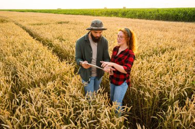 Aile tarım işgali. Erkek ve kadın buğday yetiştiriyor. Bitkilerin gelişimini inceliyorlar..