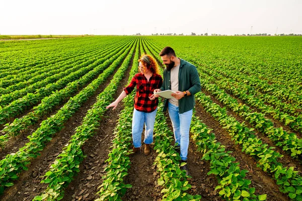 Rodinné Zemědělské Povolání Muži Ženy Pěstují Sóju Zkoumají Jak Postupují — Stock fotografie