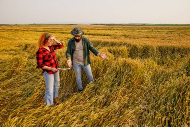 Çiftçiler buğday yetiştiriyor. Bu yılın buğday mahsulünü çok fazla yağmur yok ettiği için hoşnutsuzlar. Hasarı değerlendiriyorlar..
