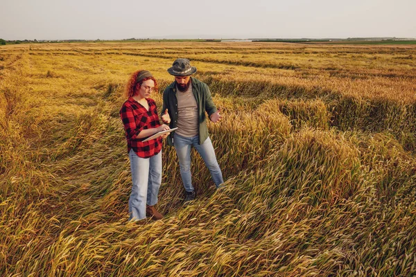 農家は小麦を栽培している 彼らは今年の小麦作物を破壊しすぎる雨のために満足していません 被害を評価してる — ストック写真