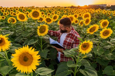 Farmer is standing in his sunflower field which is in blossom. He is examining progress of the plants.