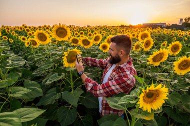 Farmer is standing in his sunflower field which is in blossom. He is examining progress of the plants.