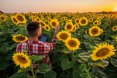Farmer is standing in his sunflower field which is in blossom. He is examining progress of the plants.