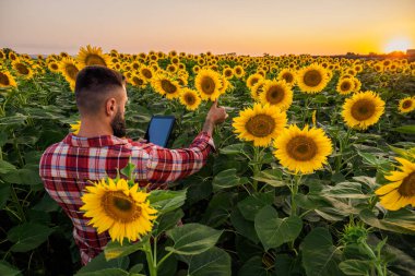 Farmer is standing in his sunflower field which is in blossom. He is examining progress of the plants.