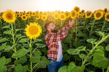 Farmer is standing in his sunflower field which is in blossom. He is examining progress of the plants.