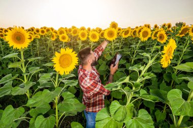 Farmer is standing in his sunflower field which is in blossom. He is examining progress of the plants.