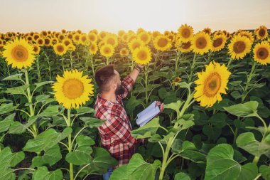 Farmer is standing in his sunflower field which is in blossom. He is examining progress of the plants.