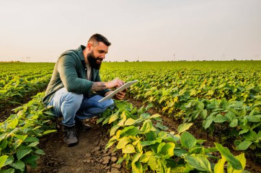 Soya fasulyesi yetiştiren bir çiftçinin portresi. Bitkilerin iyi gidişatından memnun. Tarım işgali.