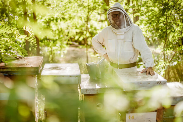 Beekeeper is examining his beehives in forest. Beekeeping professional occupation.