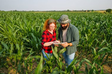 Mısır eken çiftçilerin portresi. Bitkilerin gelişimini inceliyorlar. Tarım işgali.