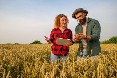 Aile tarım işgali. Erkek ve kadın buğday yetiştiriyor. Bitkilerin gelişimini inceliyorlar..