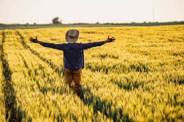 Afrikalı çiftçi büyüyen buğday tarlasında duruyor. Bitkilerin ilerlemesinden memnun..