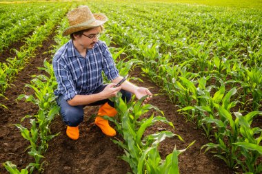 Mısır tarlasında mutlu bir çiftçinin portresi. Bitkilerin gelişimini inceliyor..