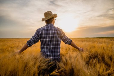 Buğday tarlasında mutlu bir çiftçinin portresi. Ekinlerden memnun..