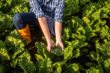 Çiftçi ıspanak yetiştiriyor. Ekinleri inceliyor..