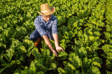 Çiftçi ıspanak yetiştiriyor. Ekinleri inceliyor..