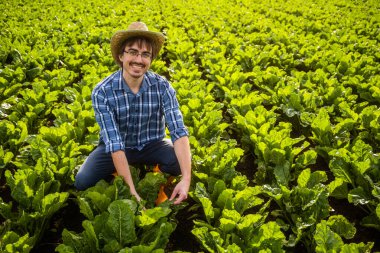 Ispanak yetiştiren mutlu çiftçinin portresi. Bitkileri inceliyor..