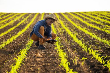Afrikalı çiftçi tarladaki mısır ürünlerini inceliyor..