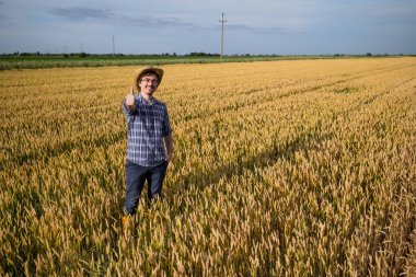 Mutlu çiftçi buğday tarlasında duruyor.