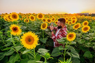 Farmer is standing in his sunflower field which is in blossom. He is examining progress of the plants.