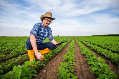 Soya fasulyesi yetiştiren bir çiftçinin portresi. Bitkileri inceliyor..