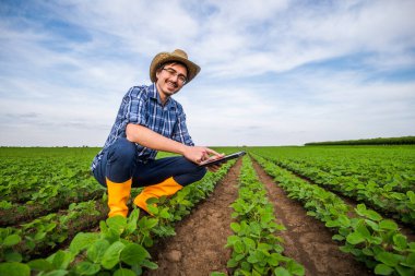Soya fasulyesi yetiştiren bir çiftçinin portresi. Bitkileri inceliyor..