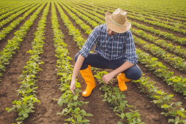 Soya fasulyesi yetiştiren mutlu çiftçinin portresi..