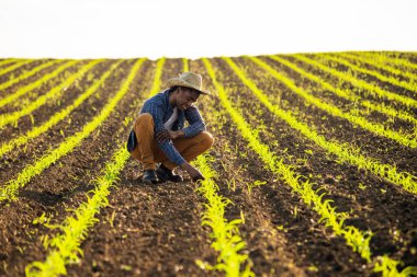 Afrikalı çiftçi tarım alanında duruyor ve mısır ürünlerini inceliyor..