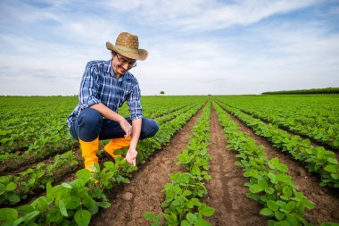 Soya fasulyesi yetiştiren mutlu çiftçinin portresi. Bitkileri inceliyor..