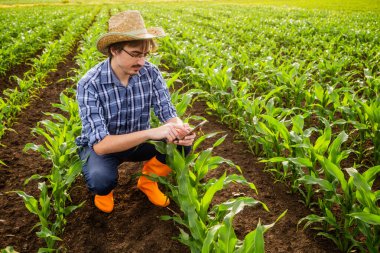 Mısır yetiştiren mutlu çiftçinin portresi. Bitkileri inceliyor ve akıllı telefon kullanıyor..