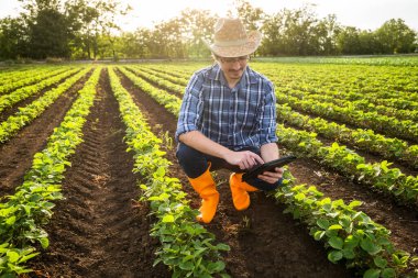 Soya fasulyesi yetiştiren mutlu çiftçinin portresi. Bitkileri inceliyor ve dijital tablet kullanıyor..