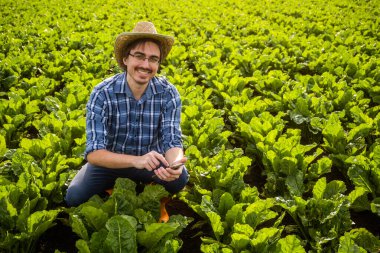 Ispanak yetiştiren mutlu çiftçinin portresi. Bitkileri inceliyor ve akıllı telefon kullanıyor..
