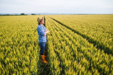 Buğday tarlasında duran mutlu çiftçi. Tarım işçisi buğday tarlasında duruyor ve mesafeye bakıyor..