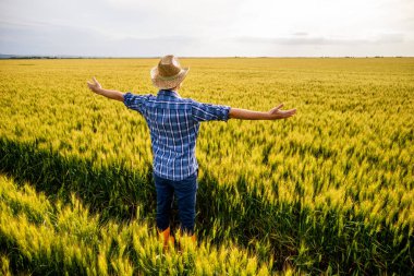 Kollarını açıp buğday tarlasında dikilen mutlu çiftçi. Büyüyen buğday tarlasında tarım işçisinin portresi.