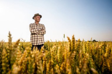 Kıdemli adam büyüyen buğday tarlasında duruyor. Çiftçi ekinlerin büyümesinden memnun..