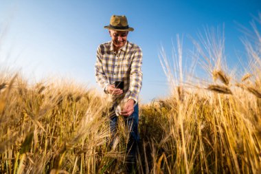 Kıdemli çiftçi buğday ekinlerini inceliyor. Akıllı telefon kullanıyor..