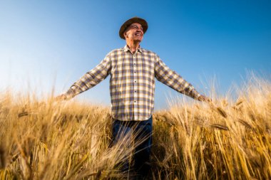 Kıdemli adam büyüyen buğday tarlasında duruyor. Çiftçi ekinlerin büyümesinden memnun. Buğday tarlasında mutlu kıdemli adamın portresi..
