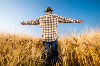 Kıdemli adam büyüyen buğday tarlasında kollarını açmış duruyor. Çiftçi ekinlerin büyümesinden memnun..