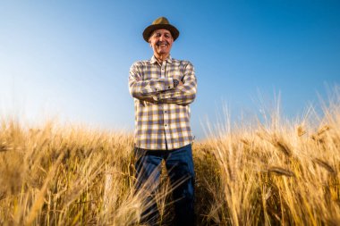 Kıdemli adam büyüyen buğday tarlasında duruyor. Buğday tarlasında mutlu kıdemli adamın portresi..