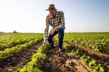 Kıdemli çiftçi soya fasulyesi ürünlerini inceliyor..