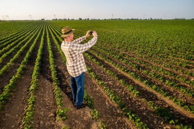 Tatmin olmuş kıdemli çiftçi büyüyen soya tarlasında duruyor ve tarım tarlalarının videosunu çekiyor..